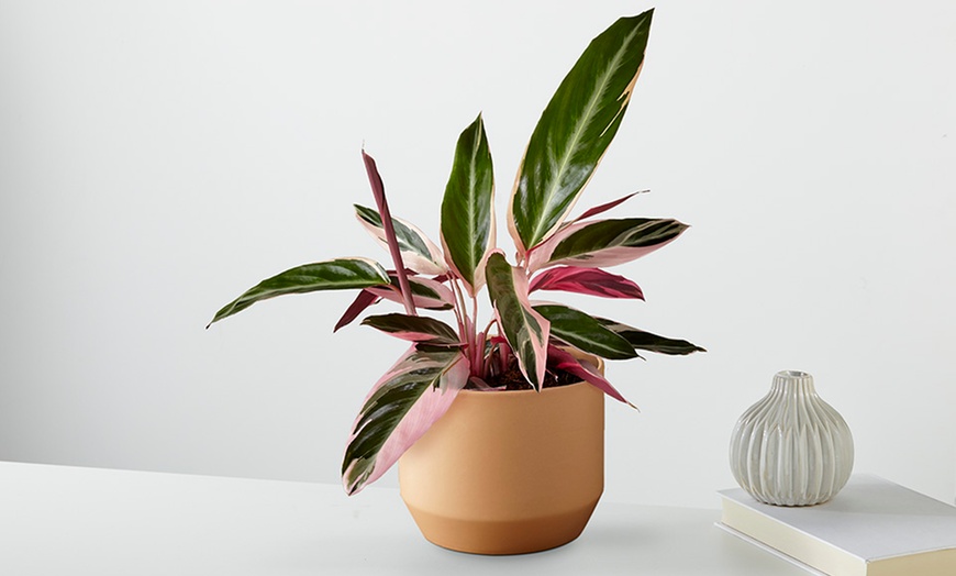 Image 11: Unique Plant Gifts FTD.com Same-Day Delivery Up to 58% Off