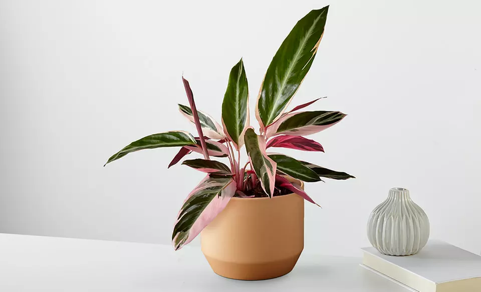 Unique Plant Gifts FTD.com Sustainable Succulents and Plants Lula’s Garden Collection Up to 55% Off
