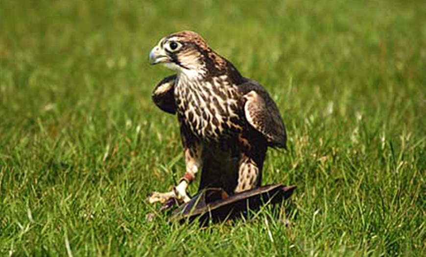 Image 2: Two-Hour Falconry Experience