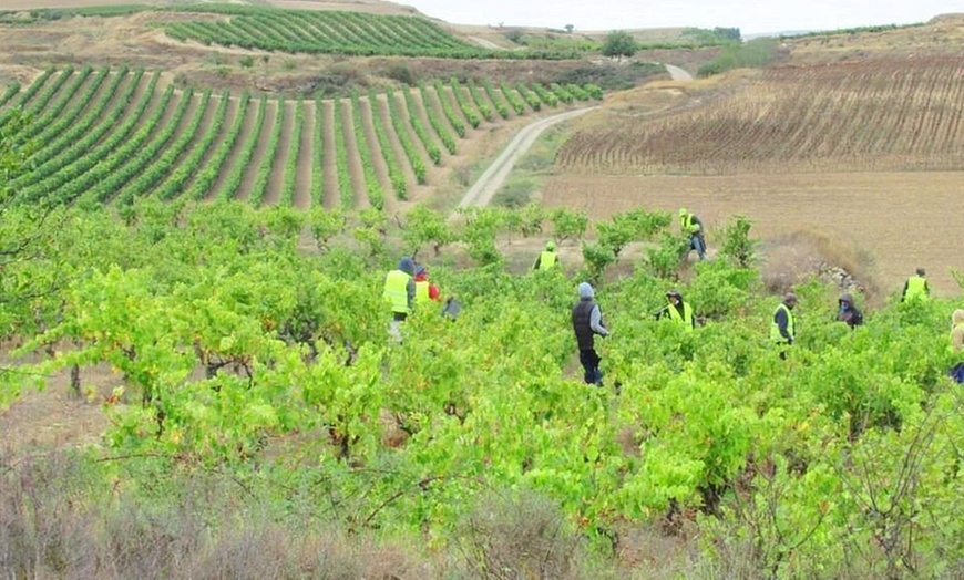 Image 11: Visita guiada a la bodega y cata de vinos en Bodegas Urbina