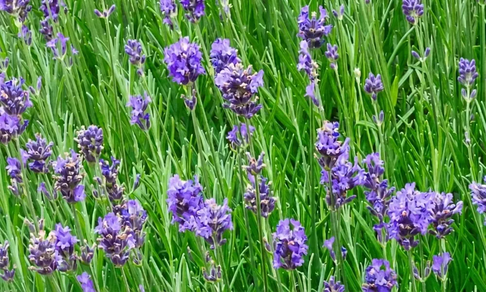 Upto 60 Lavender Munstead Plants