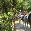 Image 2: Discover Scenic Trails on a Private Trail 1 Hour Ride 