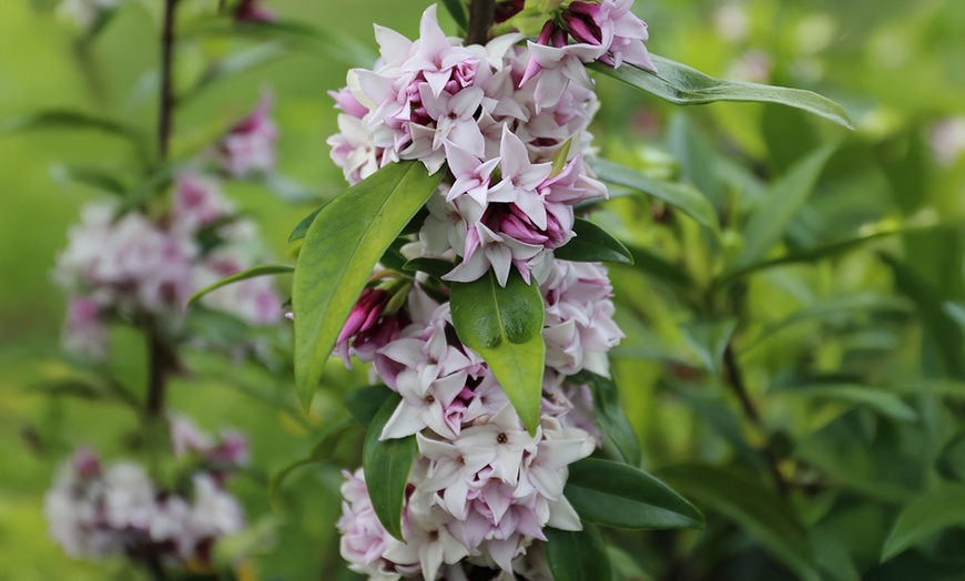 Image 1: Daphne 'Perfume Princess'
