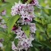 Image 1: Daphne 'Perfume Princess'