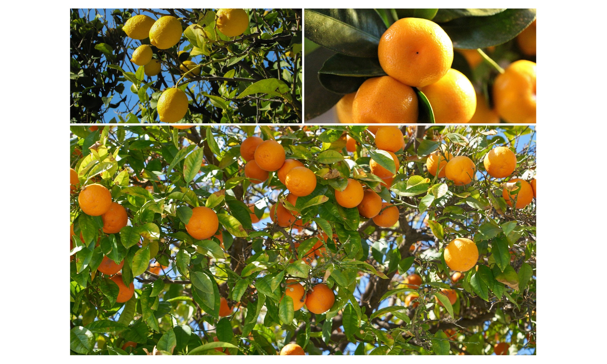 Set de 4 plantas cítricas, con 2 limoneros y 2 naranjos