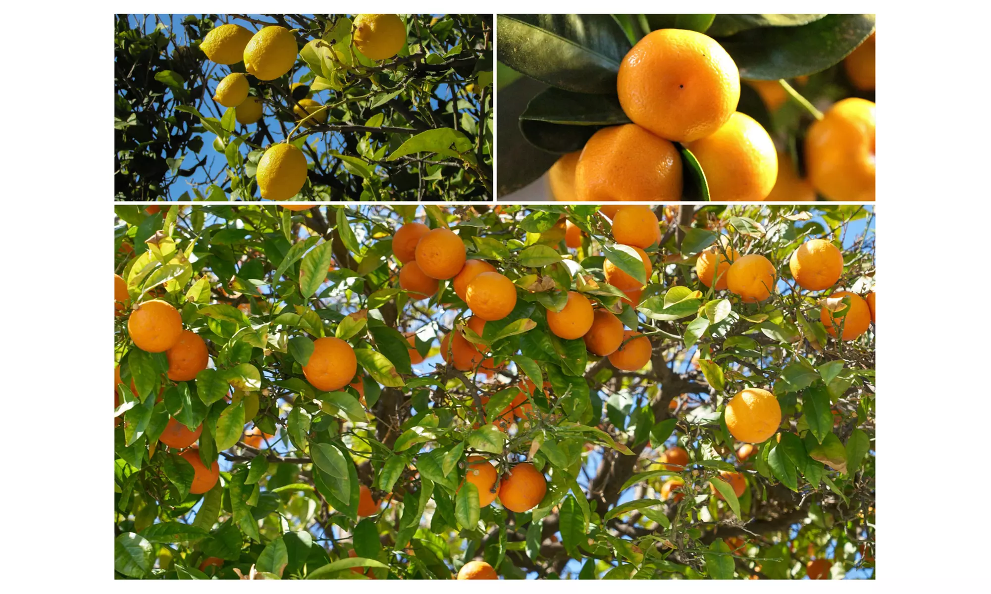 Set de 4 plantas cítricas, con 2 limoneros y 2 naranjos, entregadas en maceta de 9 cm - Primary Image