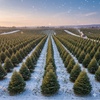 Image 5: Preorder Today: 7-Foot Fresh-Cut Real Christmas Trees and Christmas Wreaths with Free Shipping