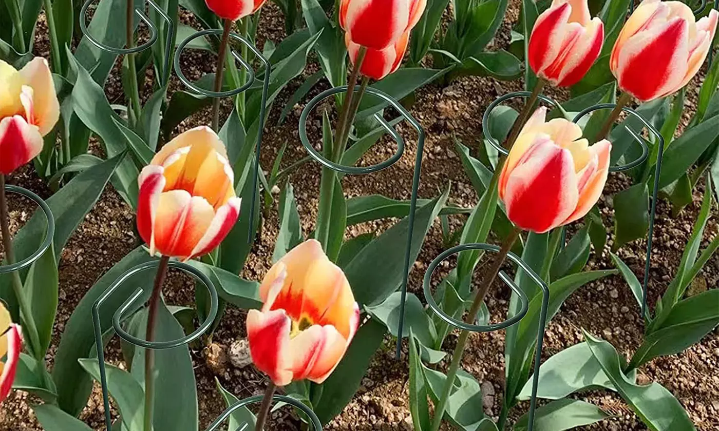 iNova 10"/16" Garden Plant Support Stakes Single Stem Flower Support (10-Pack)