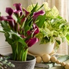 Image 22: Next Day Delivery Lush Plants from 1-800-Flowers (up to 55% off)
