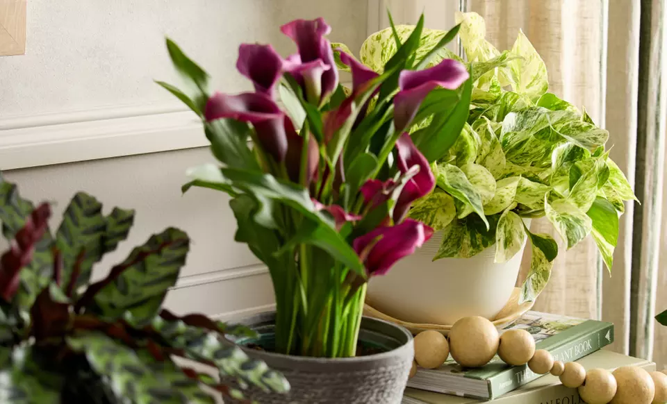 Fresh Greenery, Delivered Fast: Next Day Delivery Plants from 1-800-Flowers.com (Up to 50% Off)