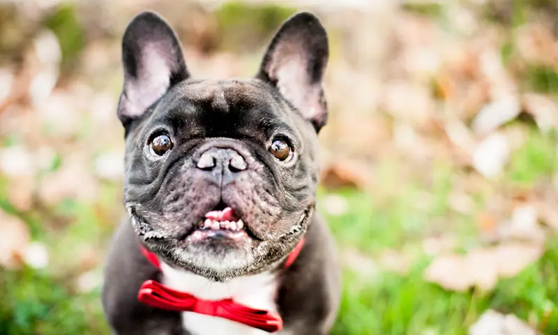 Two-Hour On-Location Photo Session for One or Two Dogs from Doodlie Bop Pet Photography (Up to 90% Off) - Primary Image