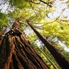 Image 3: Muir Woods & Sausalito Tour with Iconic Views for 1, 2, or 4 People