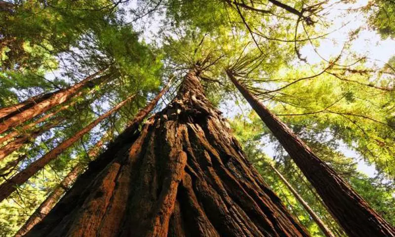 Muir Woods & Sausalito Tour with Iconic Views for 1, 2, or 4 People