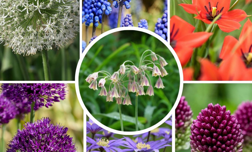 Image 1: Bulbes de plantes pour attirer abeilles et papillons