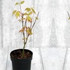 Image 2: Japanese Maple Acer Duo Collection with Optional Patio Pots
