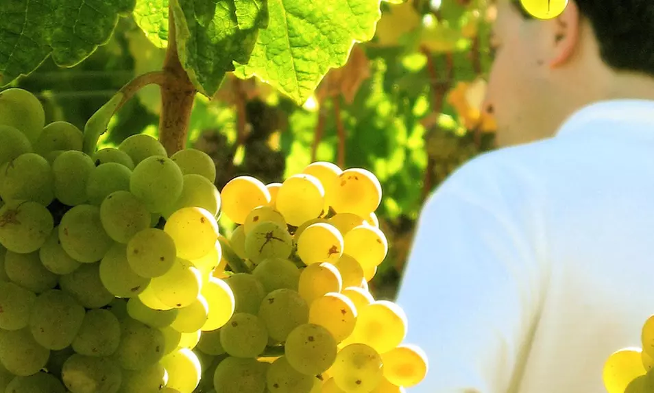 Wine-Tasting Class for Two with One Bottle of Wine, or Two Bottles of Pinot Noir at Coterie Cellars (Up to 63% Off) - Primary Image