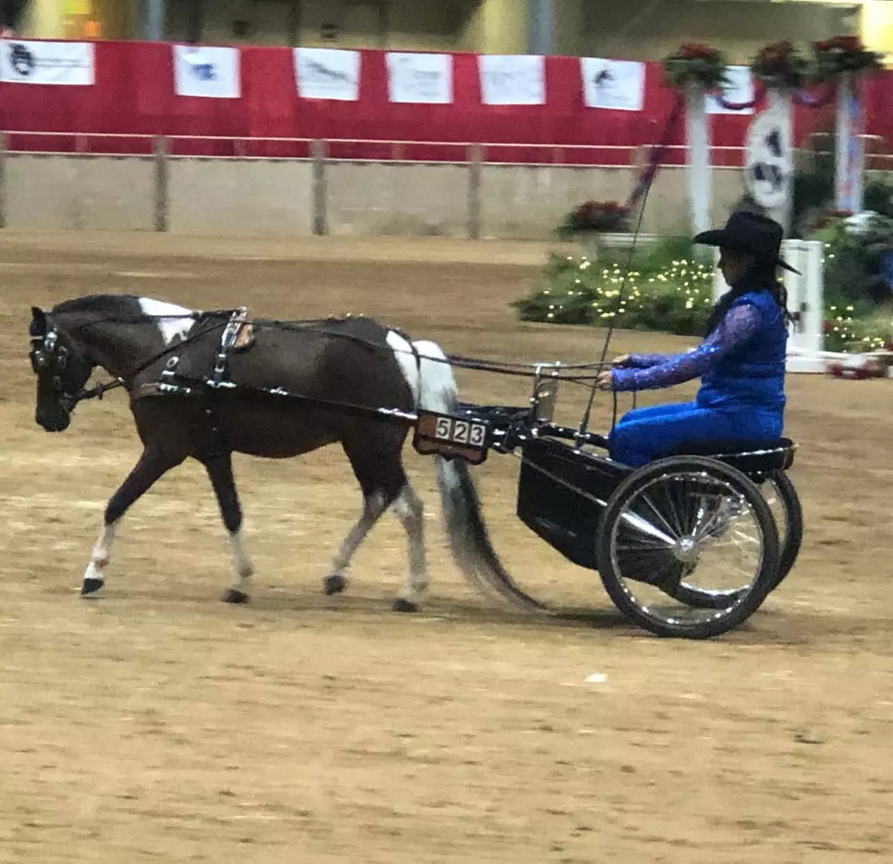 Mini Horse Cart Driving Lessons – A Unique Animal Bonding Experience