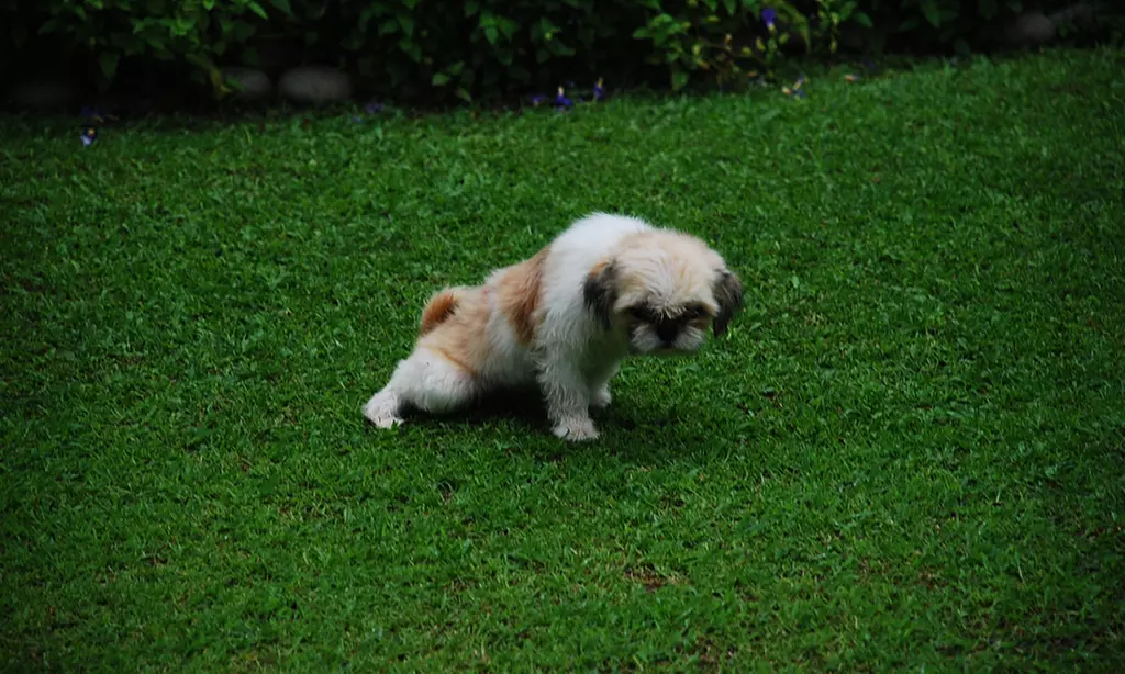 $115 Off $230 Worth of Pet Urine Removal - Primary Image