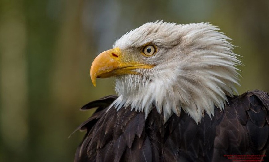 Image 10: Waldtour mit Greifvogel oder Eule