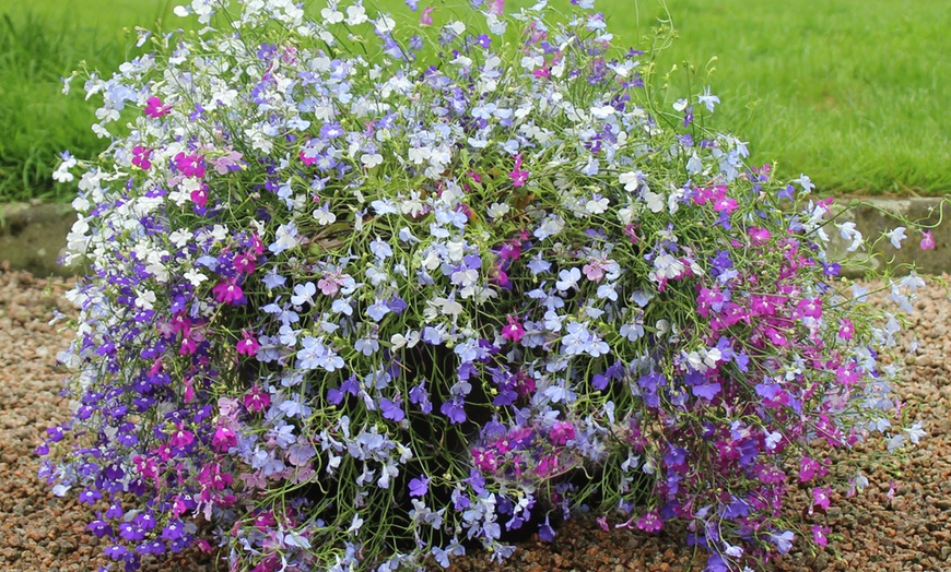 Image 3: YouGarden Lobelia 'Trail Away' Pro Plugs 40