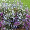 Image 3: YouGarden Lobelia 'Trail Away' Pro Plugs 40