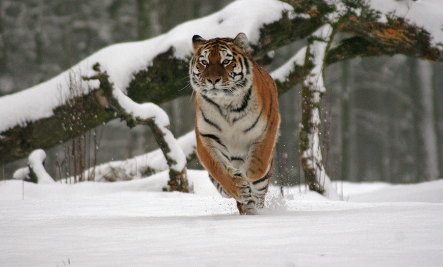 Image 10: Christmas Festival of Light, Longleat