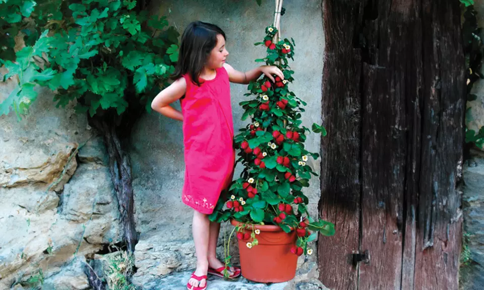 Klettererdbeere - Erdbeerbaum (Pflanzen in Torf)