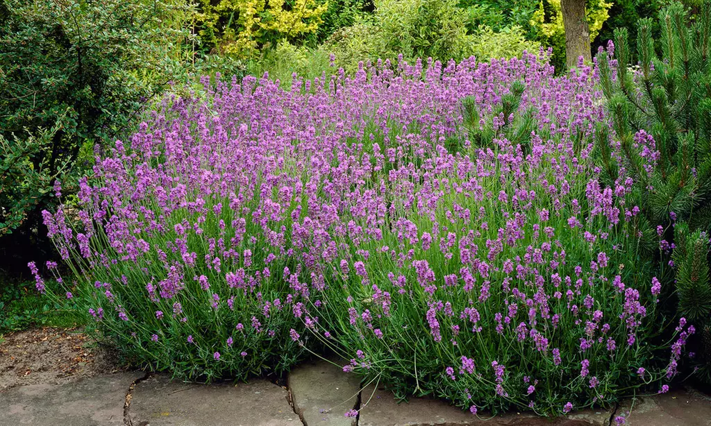 3 of 6 Lavendel Ardéche planten