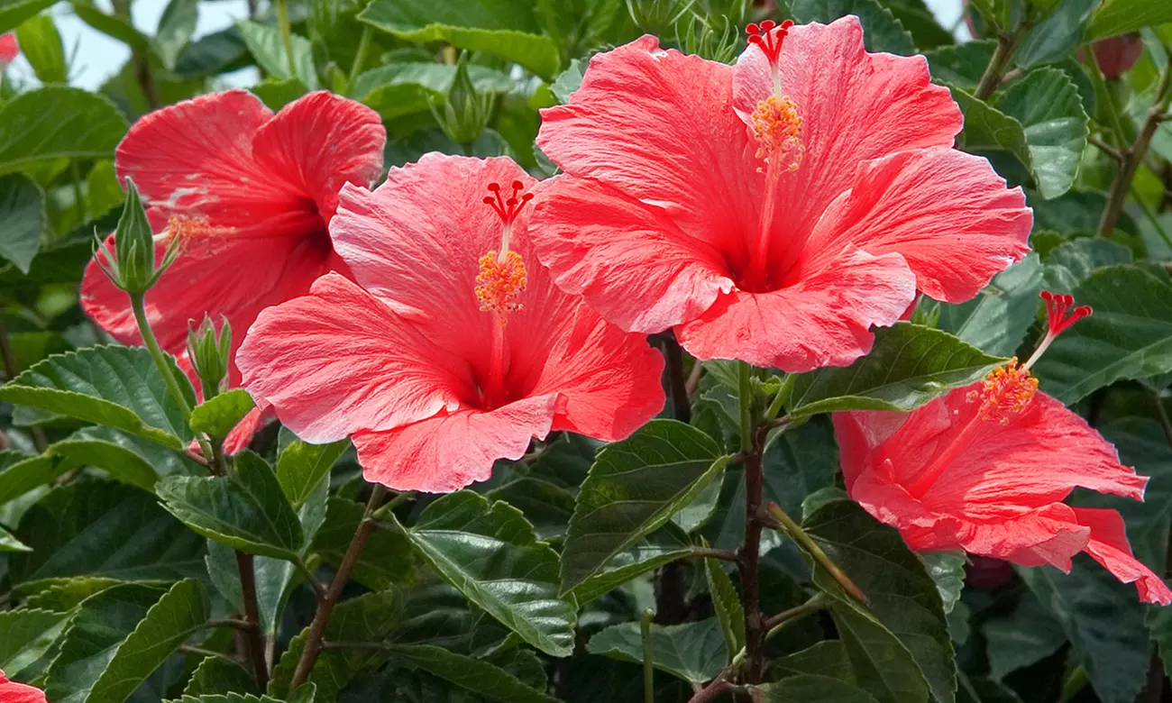 Hibiscus Syriacus Rubra - Lucy Red - 1 Bare Root - Primary Image