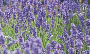 5, 10, 15 or 20 Hardy English Lavender Plants