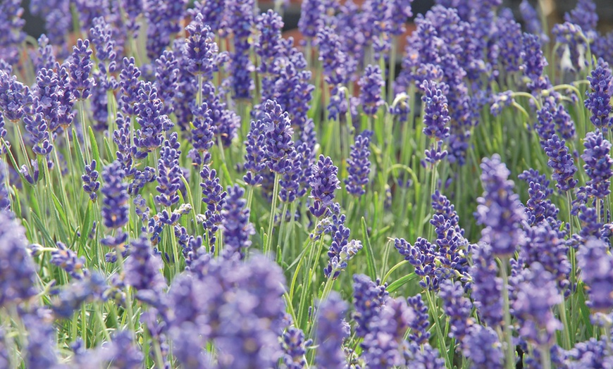 Image 1: 5, 10, 15 or 20 Hardy English Lavender Plants