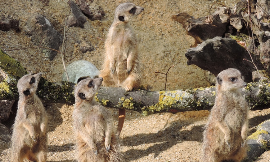 Image 2: Billet au parc pour enfants du Mont Mosan