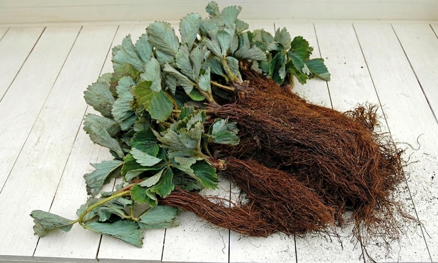 Image 2: Strawberry Plant Collection