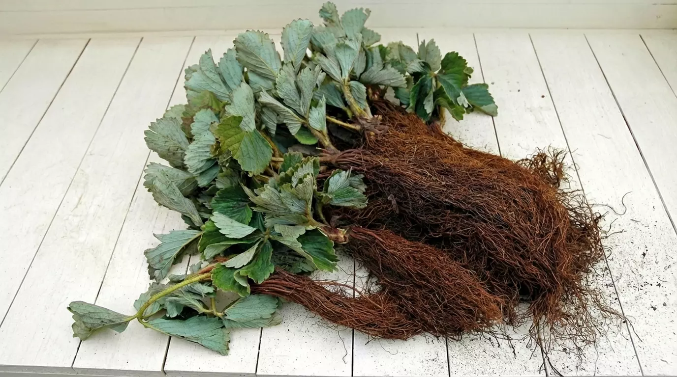 Strawberry Plant Collection