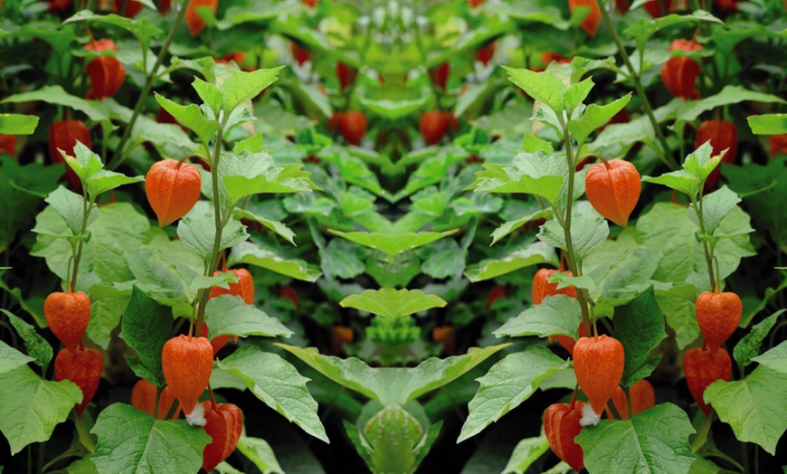 Image 5: Three or Six Physalis Chinese Lantern Plants