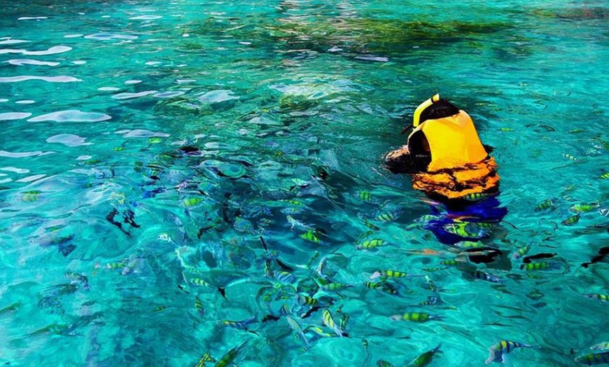 Image 6: Hawaiian Speed Boat Tour w/ Reef Snorkel, Sea Cave, Dolphins & Whales
