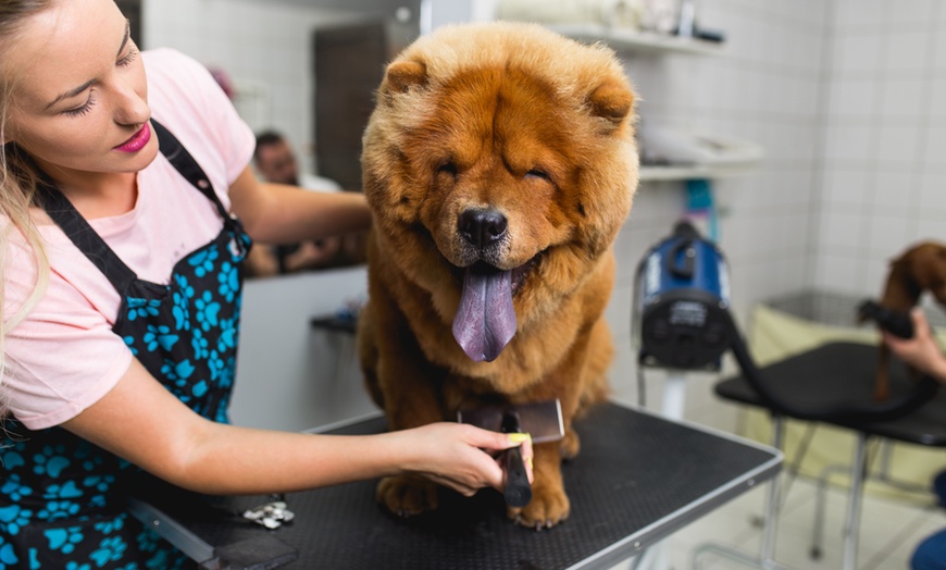 Image 1: Cat or Dog Small | Medium | Large Basic/ Full Grooming OR Washing Only