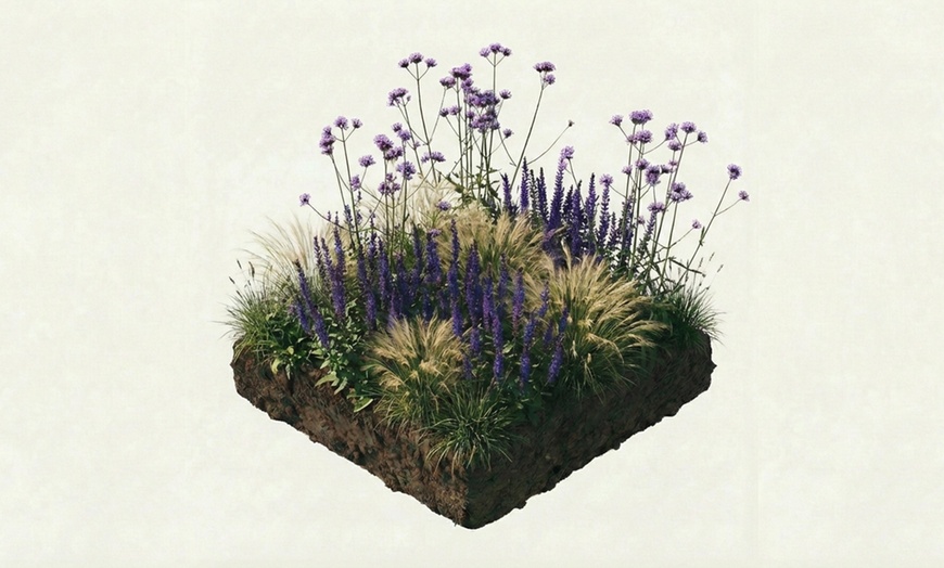 Image 6: Set di piante Zoë, include Salvia, Verbena e Stipa Tenuifolia