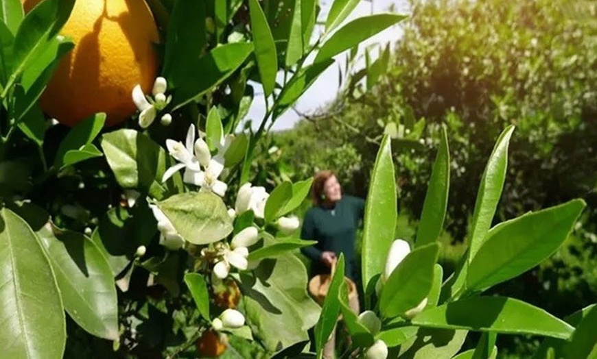 Image 4: Ruta guiada por el Valle del Azahar en flor con cata de vino y queso