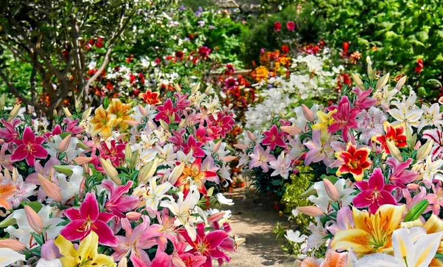 Image 4: 24 or 48 Mixed Giant Oriental Lily Bulbs