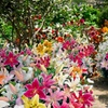Image 4: 24 or 48 Mixed Giant Oriental Lily Bulbs