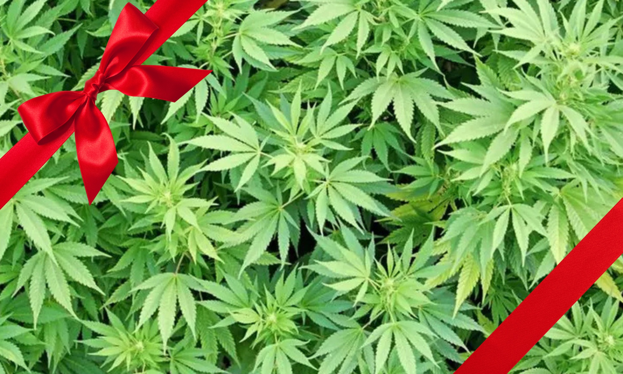 Online Cannabis Growology Training & Certificate