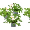 Image 5: 3 o 6 piante di Pelargonium Graveolens anti-zanzare