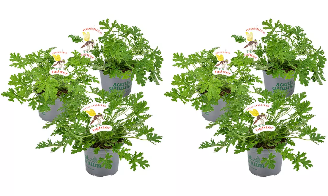 3 o 6 piante di Pelargonium Graveolens anti-zanzare