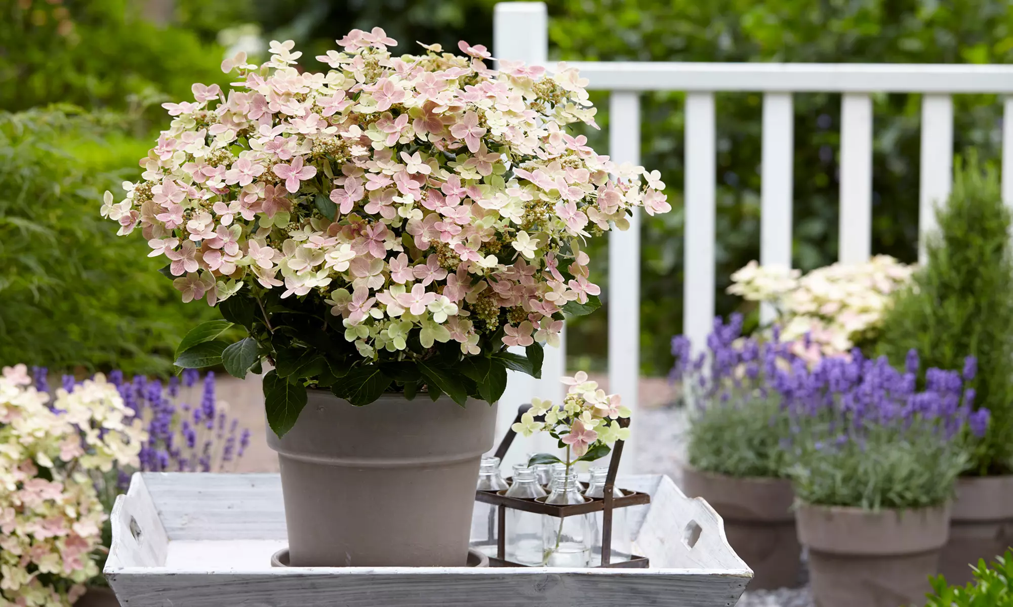 1x oder 2x Hortensie 'Switch Ophelia' "Hydrangea paniculata" - Primary Image