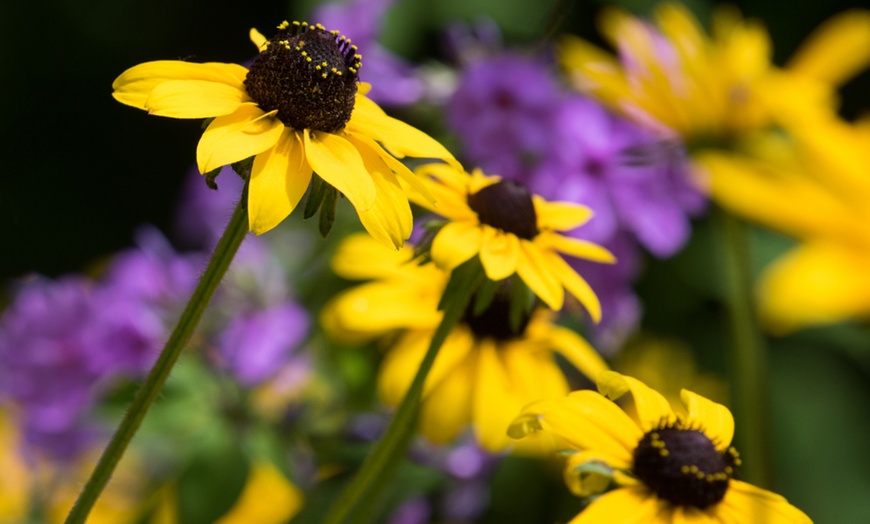 Image 3: Pack de bordure NatureNest 'Rosie'