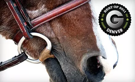 90-Minute Horseback-Riding Class or New-Rider Lesson Package at Denver Equestrians in Littleton (Up to 69% Off)  - Primary Image