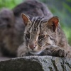 Image 3: Spannende Führung durch das Wildkatzenzentrum Felidae
