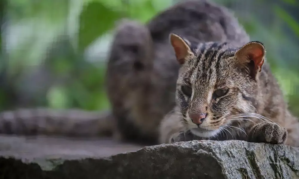 Spannende Führung durch das Wildkatzenzentrum Felidae