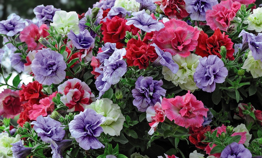Image 4: Summer Flowering Petunia Plants - Frenzy or Fragrant Frills and Spills